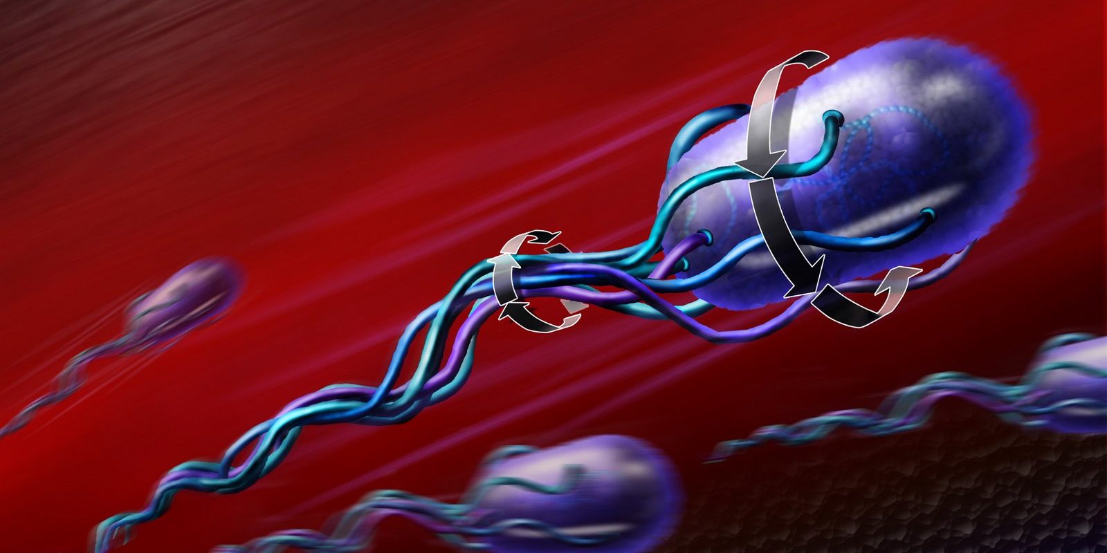 СПЕРМОГРАМ