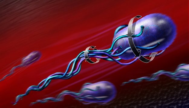 СПЕРМОГРАМ